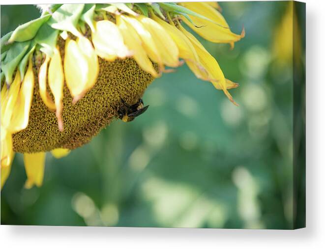 Field Canvas Print featuring the photograph A Bee in Pollen on a Big Sunflower by Anthony Doudt