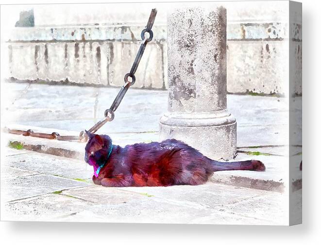 Black; Cat; Street; Road; Alley; Animal; Domestic Animal; Domestic Cat; Collar; Blue; Venice; Italy; Europe; Wonderful; Beautiful; Wild; Attentively; Nature; Naturally; Grey; Stone; Chain; Wall; Sidewalk; Eyes; Background Canvas Print featuring the digital art A black cat with a blue-and-pink collar by Gina Koch