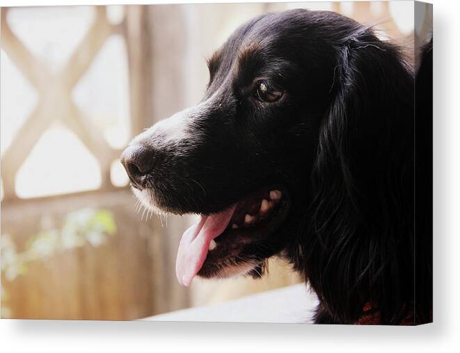 Dog Canvas Print featuring the photograph A Black Dog by Silpa Saseendran