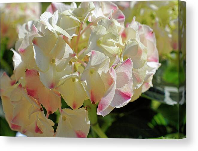 Hydrangea Canvas Print featuring the photograph A Blush of Pink by Cricket Hackmann