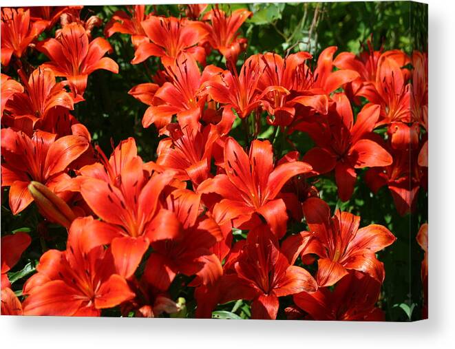 Colourful Lillies Canvas Print featuring the photograph A burst of colour by David Barker