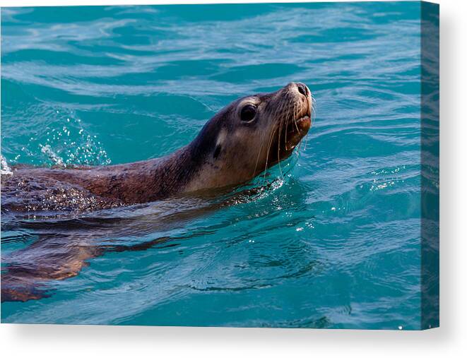 Sea Lion Canvas Print featuring the photograph A Casual Look by Robert Caddy