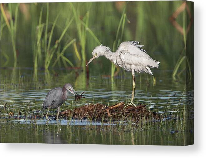 Ronnie Maum Canvas Print featuring the photograph A Crawfishing Lesson by Ronnie Maum