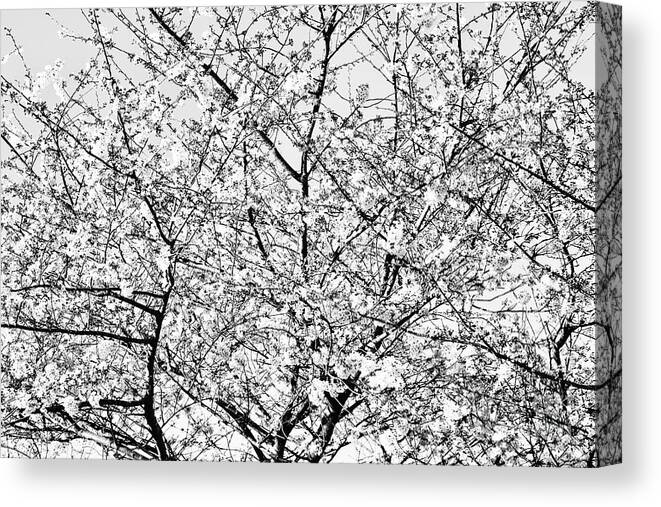 Blossoms Canvas Print featuring the photograph A Deep Breath by Lara Morrison