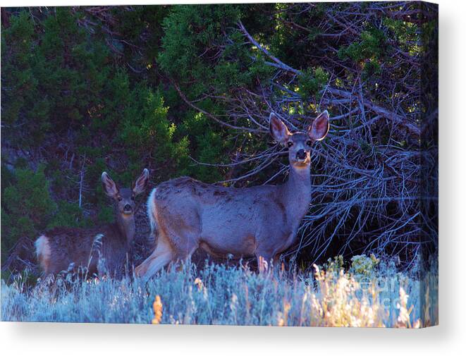 Deer Canvas Print featuring the photograph A Doe staring by Jeff Swan