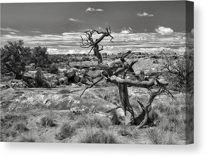 Canyonlands National Park Canvas Print featuring the photograph Textures and Twists by Art Cole