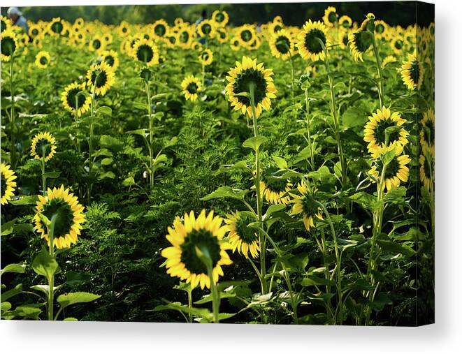 Bloom Canvas Print featuring the photograph A Flock of Blooming Sunflowers by Dennis Dame
