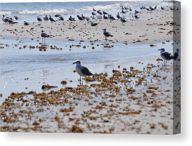 Beach Canvas Print featuring the photograph A Flock of Seagulls by John Collins