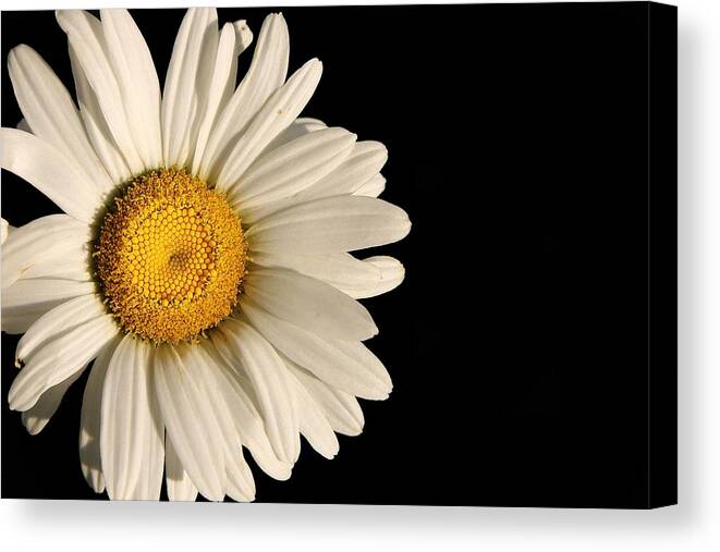 Beauty Canvas Print featuring the photograph A Flower Named Daisy by David Andersen