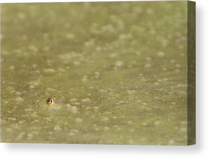 Amphibian Canvas Print featuring the photograph A Frogs Eye in Pond Muck by John Harmon