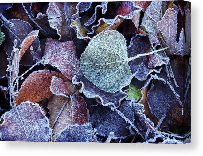 Leaves Canvas Print featuring the photograph A Frosty November Morning by Mike Eingle