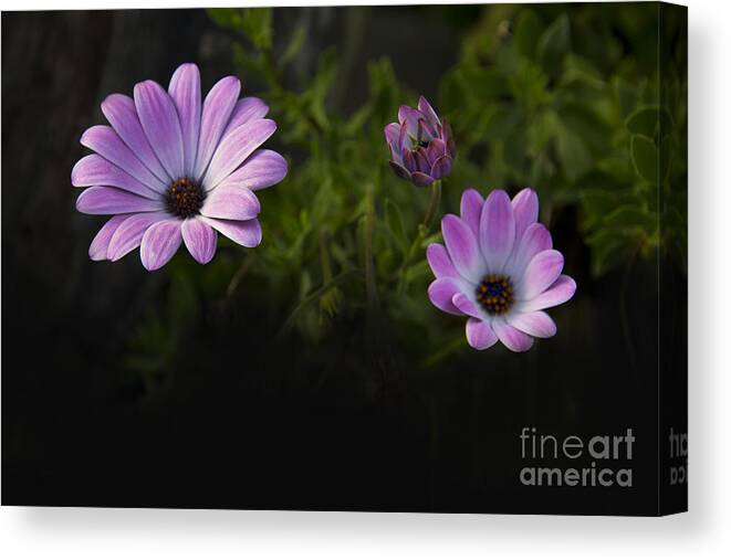 Purple Canvas Print featuring the photograph A Garden To Remember II by Al Bourassa
