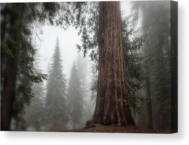 Sequoias Canvas Print featuring the photograph A Giant in the Fog by Belinda Greb