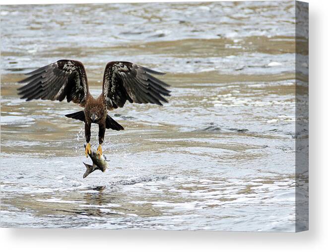 Bald Eagle Canvas Print featuring the photograph A Heavy Meal by Brook Burling