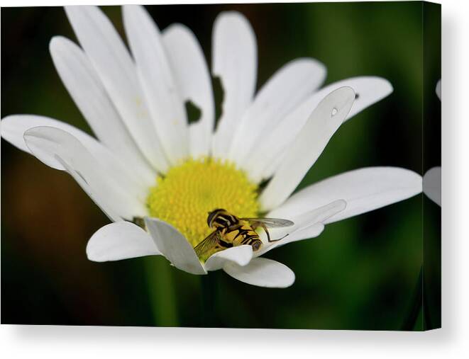 Nature Canvas Print featuring the photograph A Hoverfly and a Daisy by Elena Perelman