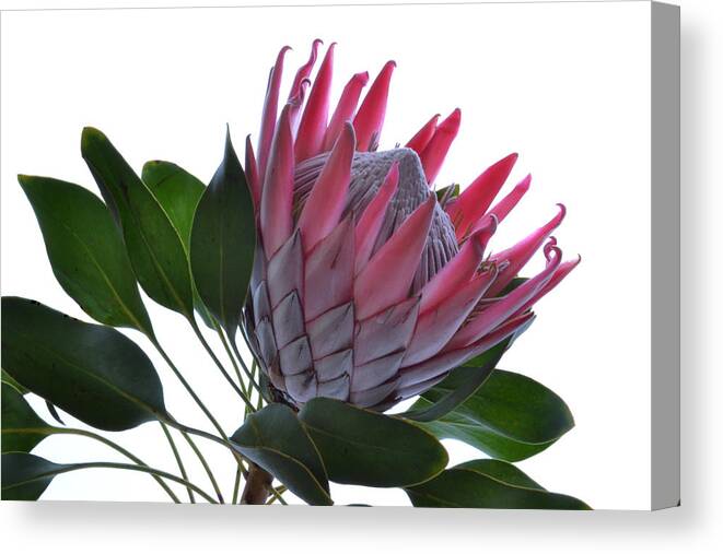 Protea Flower Canvas Print featuring the photograph A King From Africa. by Terence Davis