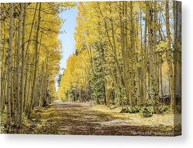 Quaking Aspen Canvas Print featuring the photograph A Lane of Gold by Gaelyn Olmsted