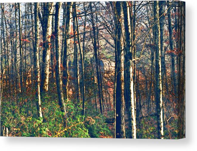 Nature Canvas Print featuring the photograph A late Autumn Walk in the Woods by Stacie Siemsen