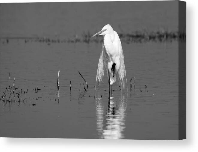Elegance Canvas Print featuring the photograph Elegance -- Great Egret in Merced National Wildlife Refuge, California by Darin Volpe