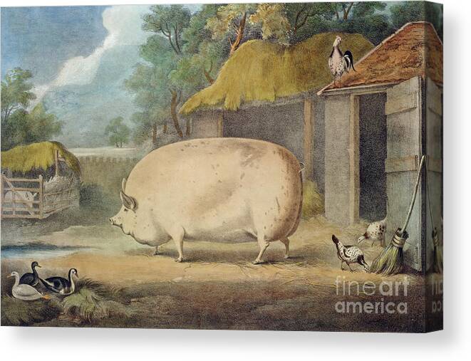 Pig Canvas Print featuring the painting A Leicester Sow by William Henry Davis