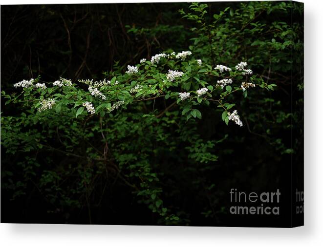 Nature Canvas Print featuring the photograph A Light In The Darkness by Skip Willits