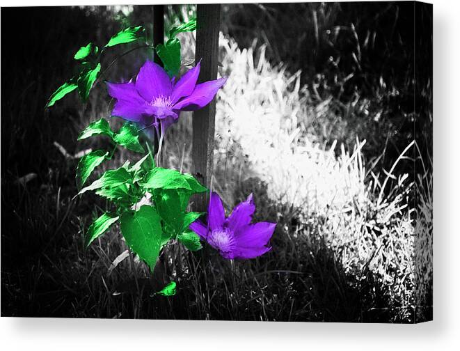 Flowers Canvas Print featuring the photograph A Little Color into this World by Bill Cannon