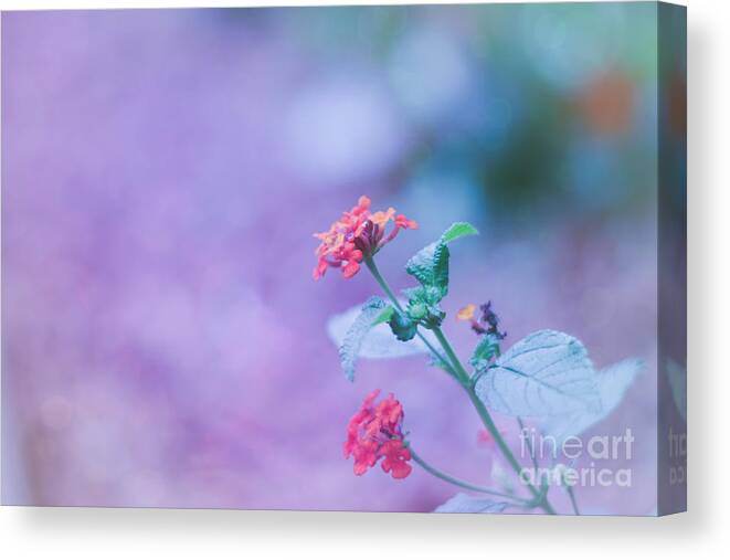 Adrian-deleon Canvas Print featuring the photograph A little softness, A little color - Macro Flowers by Adrian De Leon Art and Photography