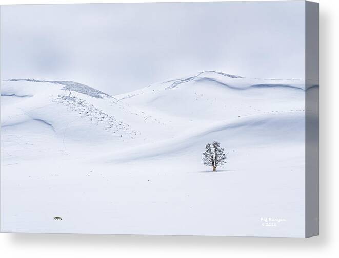 Coyote Alone In Yellowstone National Park Canvas Print featuring the photograph A Lonely Life by Peg Runyan