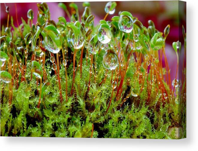  Forest Canvas Print featuring the photograph A microcosm of the forest of moss in rain droplets by Yuri Hope