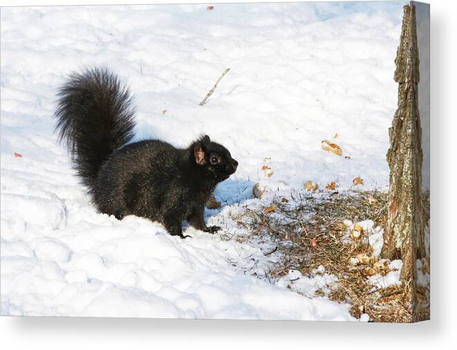 Squirrel Canvas Print featuring the photograph A moment of decision by Tatiana Travelways
