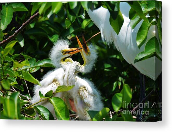 Great White Heron Canvas Print featuring the photograph A Mothers Love by Julie Adair