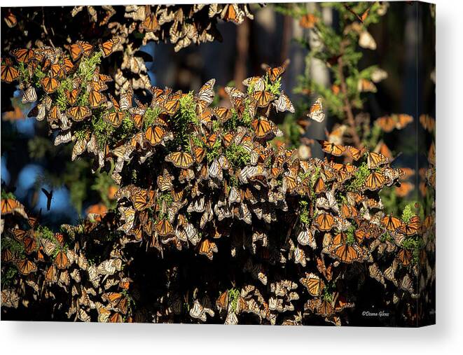 Monarch Canvas Print featuring the photograph A Multitude of Monarchs by Deana Glenz