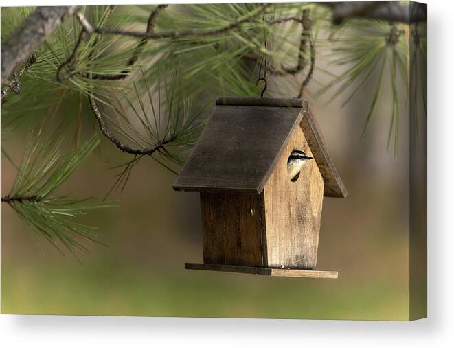Bird Canvas Print featuring the photograph A New Occupant by Loni Collins