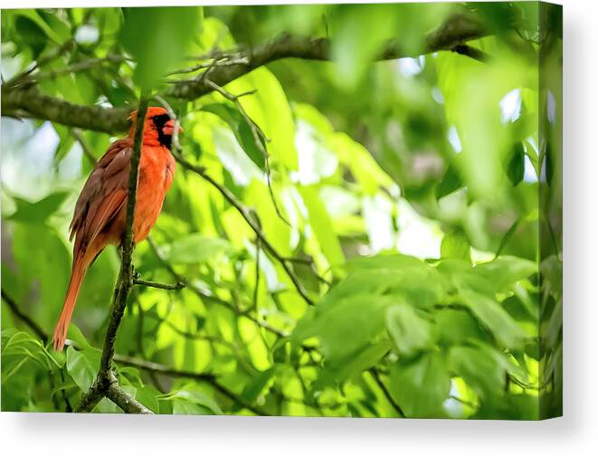 Bird Canvas Print featuring the digital art A Northern Cardinal enjoying the Springtime by Ed Stines