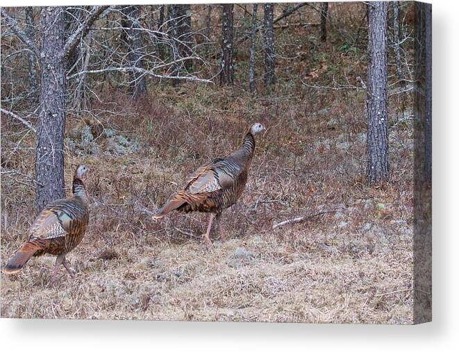 Meleagris Gallopavo Canvas Print featuring the photograph A Pair of Turkeys 1152 by Michael Peychich