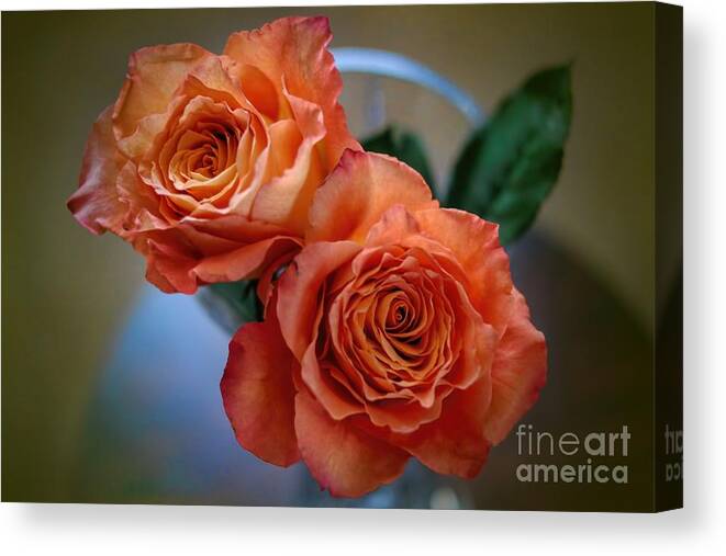 Roses Canvas Print featuring the photograph A Peach Delight by Diana Mary Sharpton