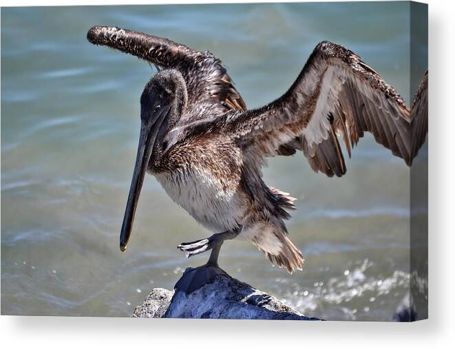 Pelican Canvas Print featuring the photograph A Pelican Practising A Karate Kick like Daniel In The Karate Kid by Anthony Murphy