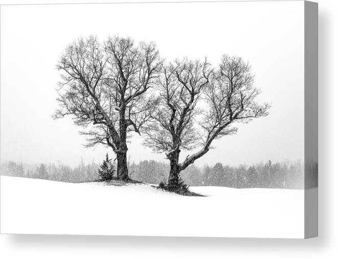 Limerick Canvas Print featuring the photograph A Perfect Pair by Shared Perspectives Photography