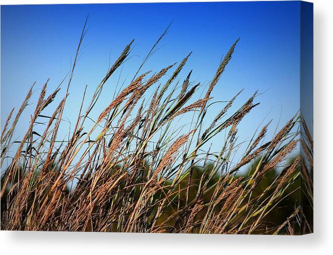 Grass Canvas Print featuring the photograph A Picture Worth A Thousand Words by Debra Forand