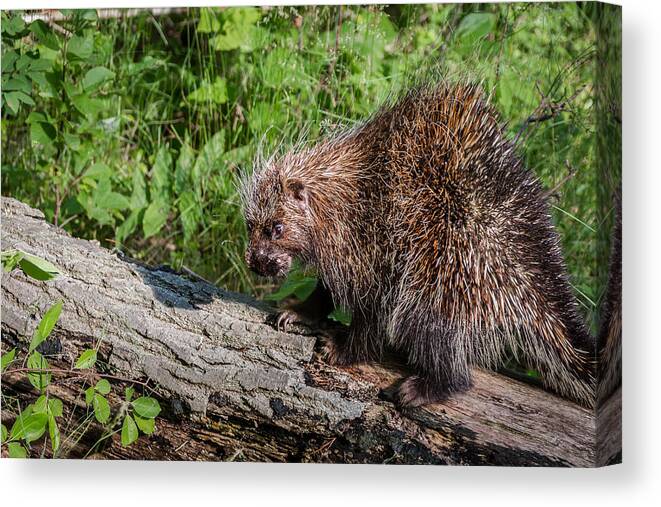 Porcupine Canvas Print featuring the photograph A Prickly Situation by Sandy Roe