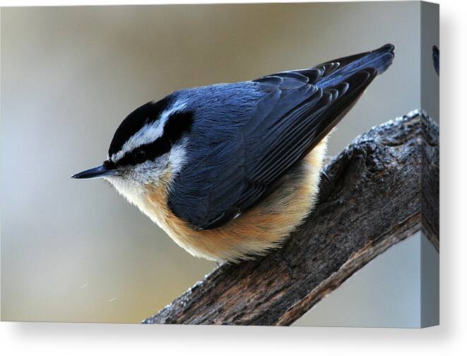 Red-breasted Nuthatch Canvas Print featuring the photograph A Red-breasted Nuthatch by Mike Martin