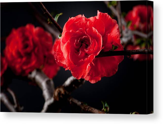 Red Canvas Print featuring the photograph A Red Flower by Catherine Lau