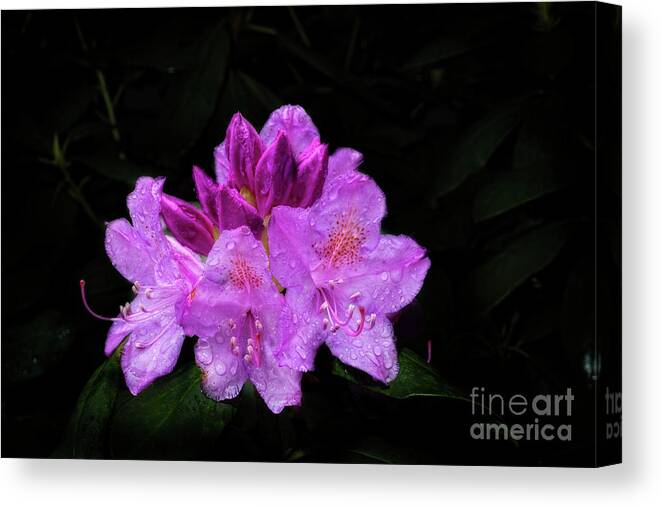 Rhododendron Bush Canvas Print featuring the photograph A Rhododendron flower by Dan Friend