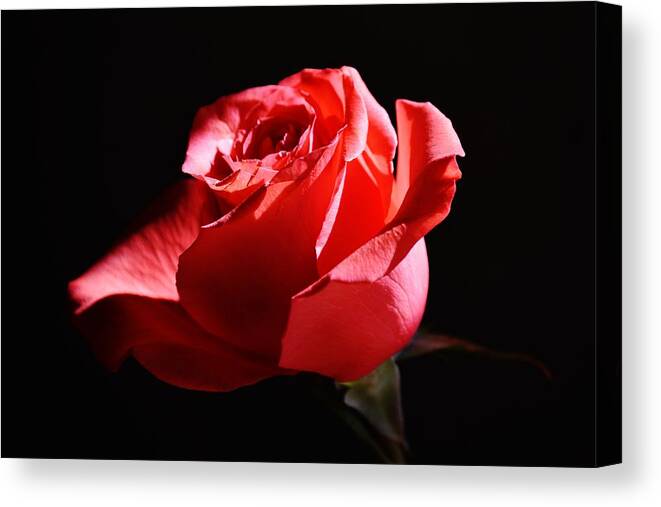Red Canvas Print featuring the photograph A Rose by Eileen Brymer