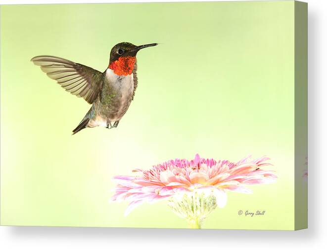 Nature Canvas Print featuring the photograph A Ruby's Dream Flower by Gerry Sibell