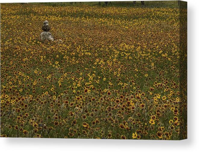 Wildflowers Canvas Print featuring the photograph A sea of wildflowers by Peggy Blackwell