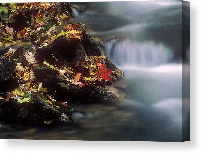 River Canvas Print featuring the photograph A Special Place by DArcy Evans
