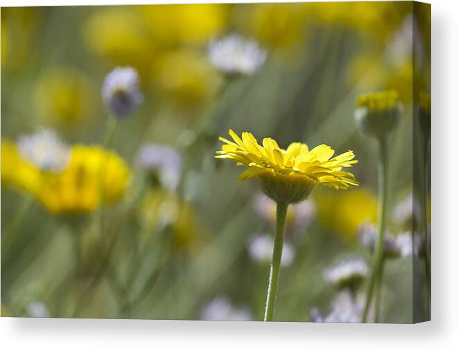 Daisy Canvas Print featuring the photograph A Spring Daisy by Sue Cullumber