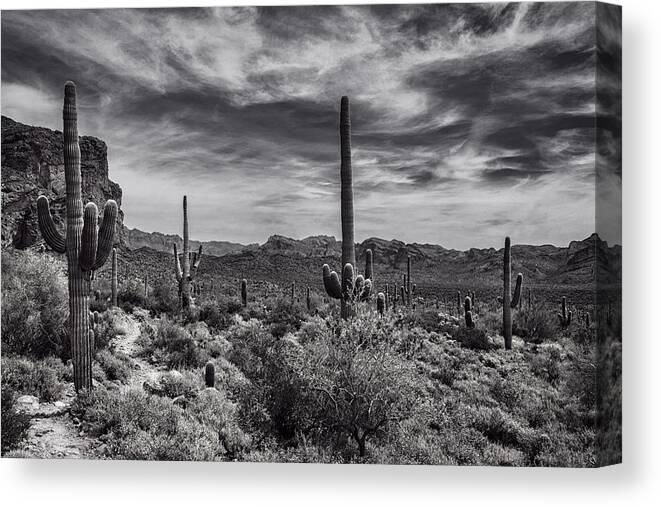 Arizona Canvas Print featuring the photograph A Morning Hike in the Superstition in Black and White by Saija Lehtonen