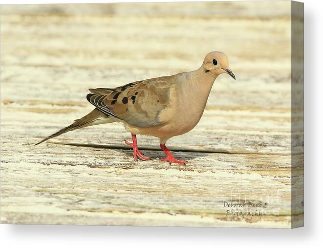 Dove Canvas Print featuring the photograph A Stroll on the Boardwalk by Deborah Benoit